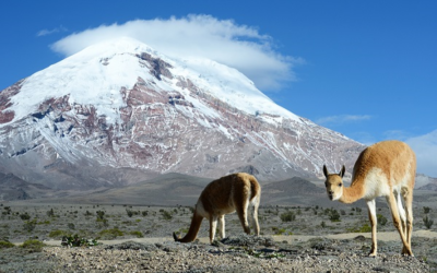 Las Vicuñas